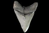 Serrated, Megalodon Tooth - Pathological Blade #76186-2